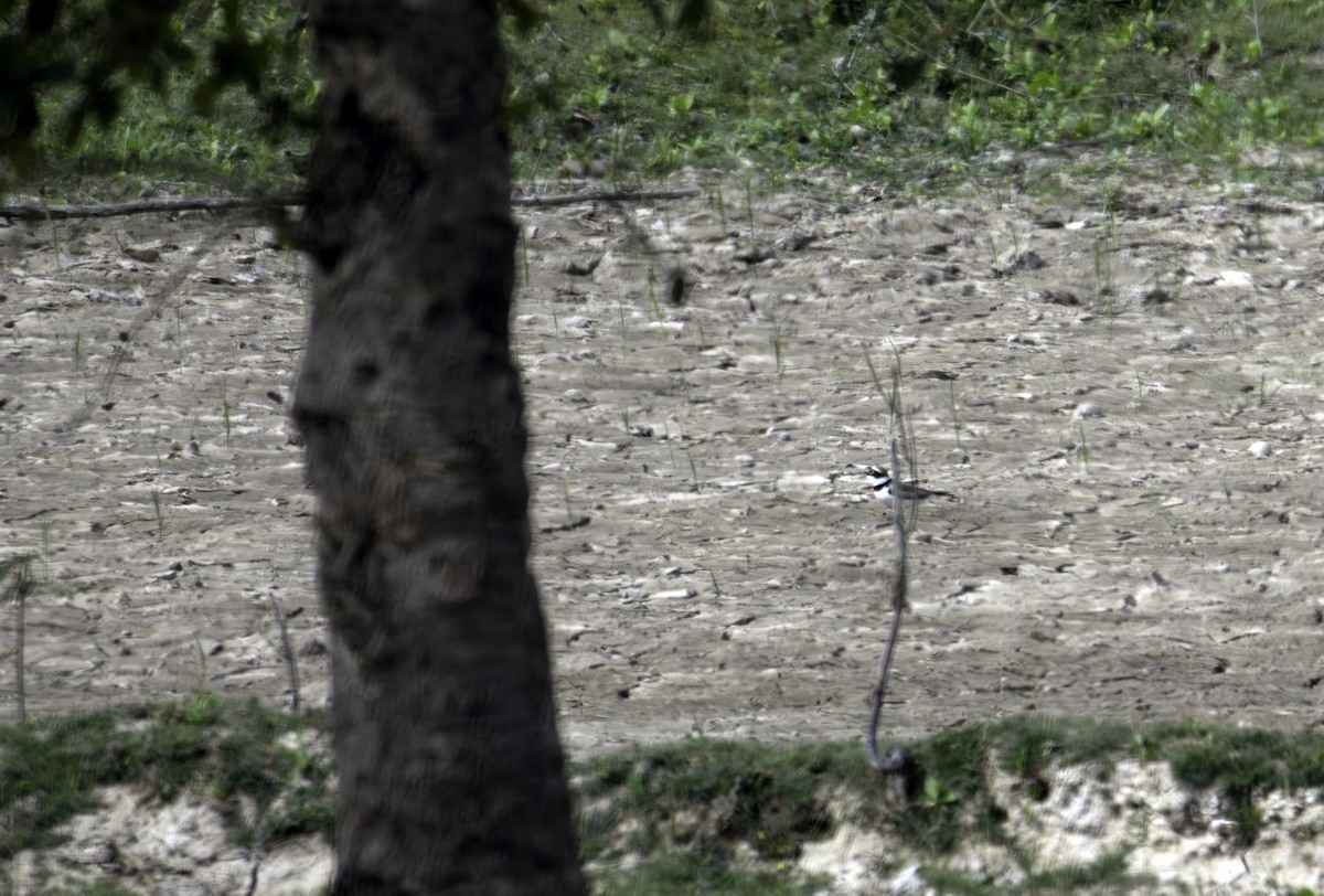 小環頸鴴 - ML646883174