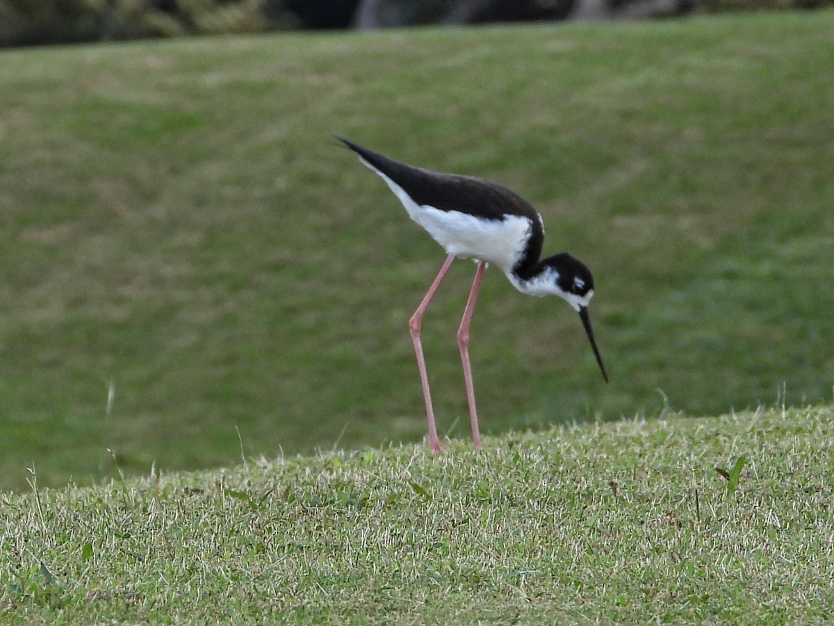 Black-necked Stilt (Hawaiian) - ML646883177