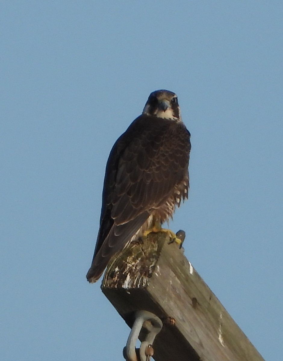 Belatz handia - ML646883178