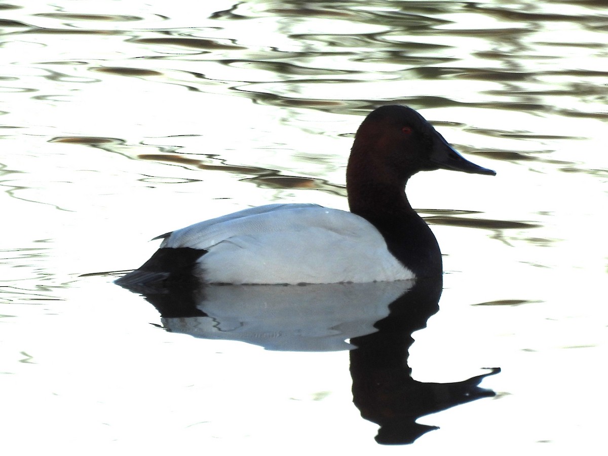 帆背潛鴨 - ML646883180