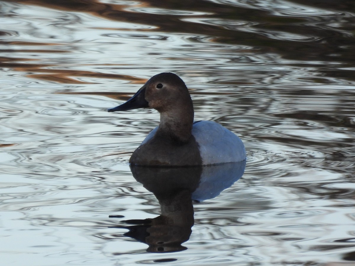 polák dlouhozobý - ML646883181