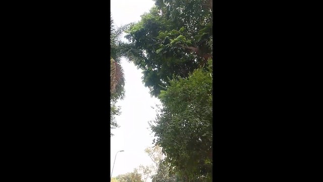 黑鳶 - ML646883182