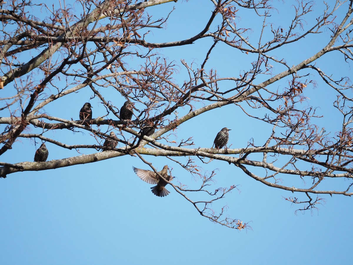 špaček obecný - ML646883185