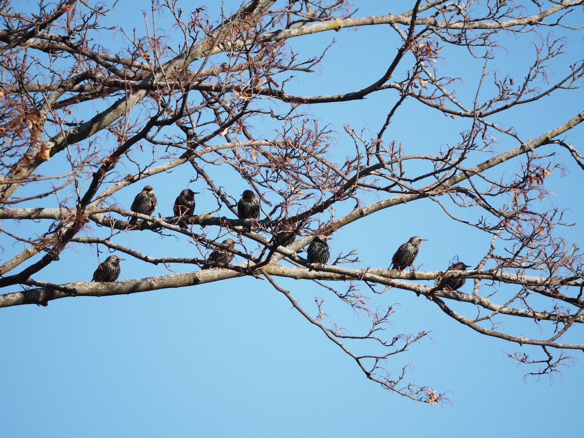 歐洲椋鳥 - ML646883186