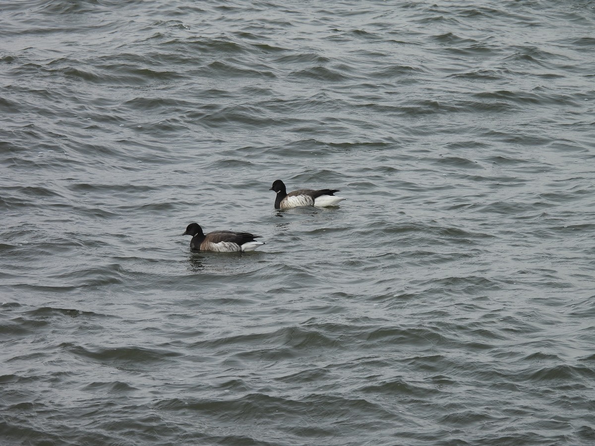 Brant - ML646883187