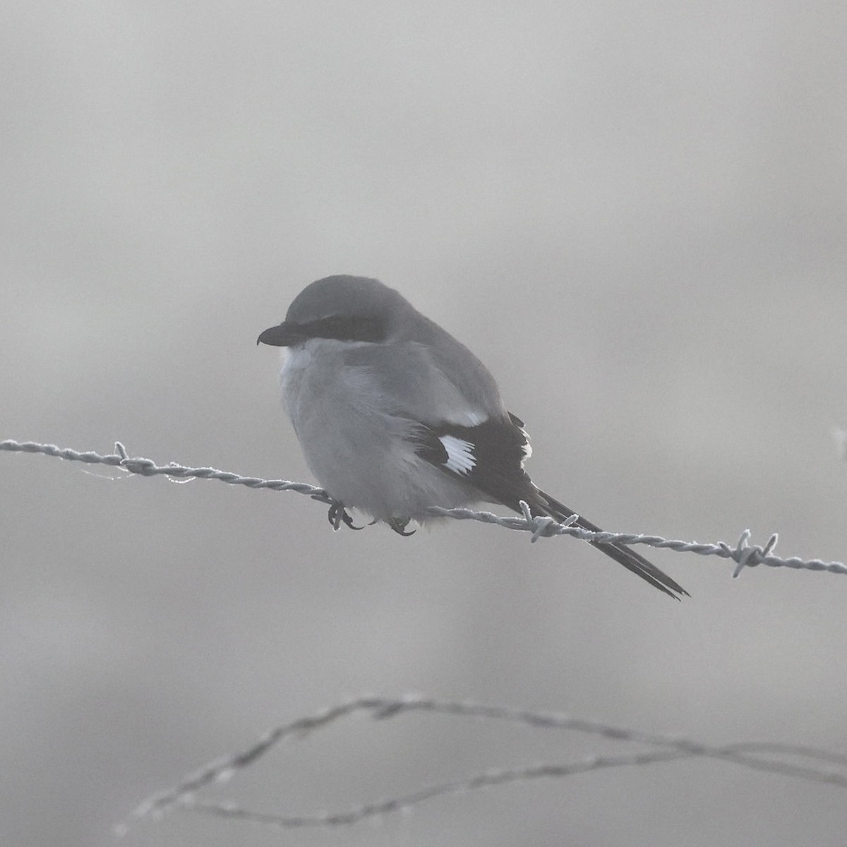 Loggerhead Shrike - ML646883189