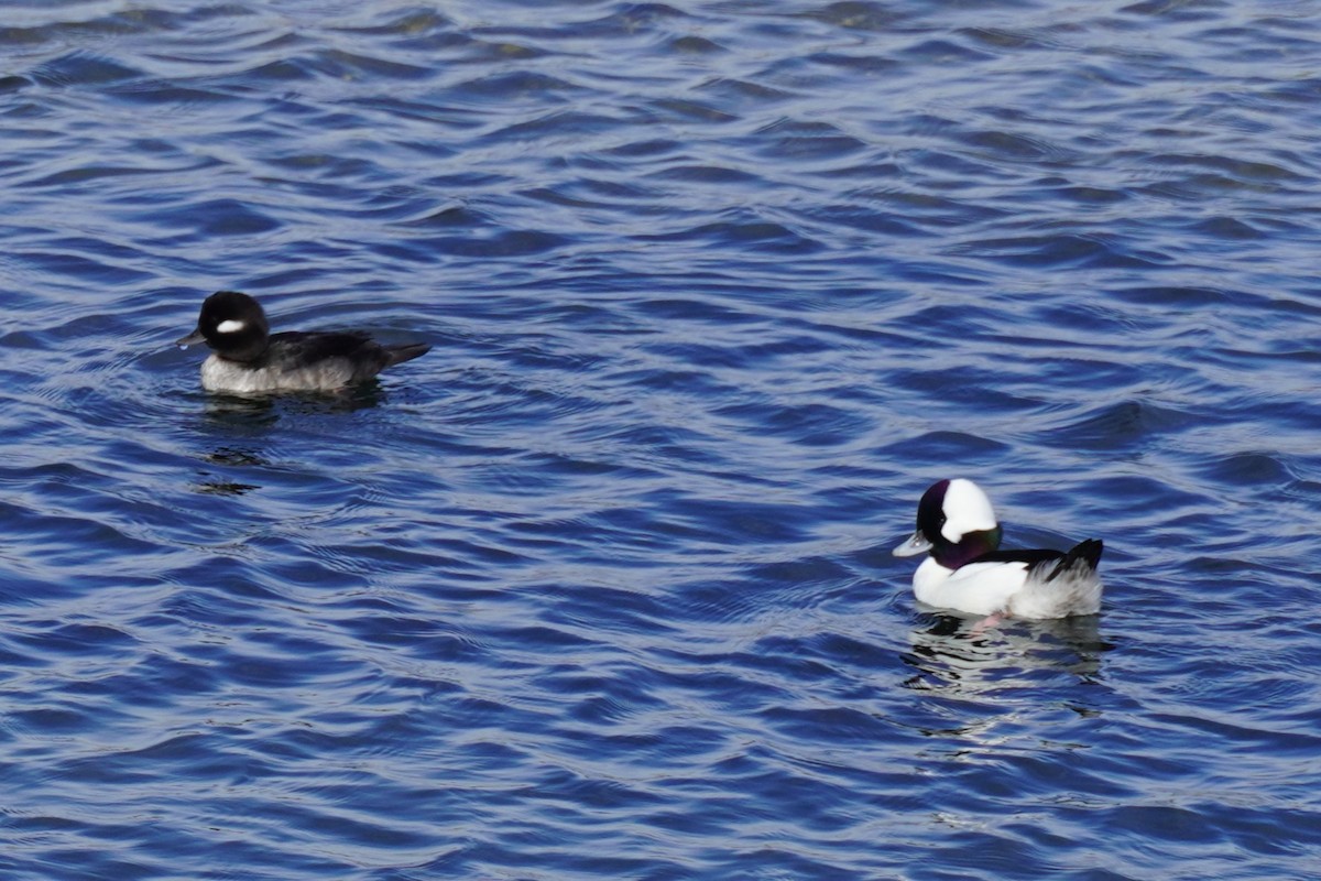 Bufflehead - ML646883190