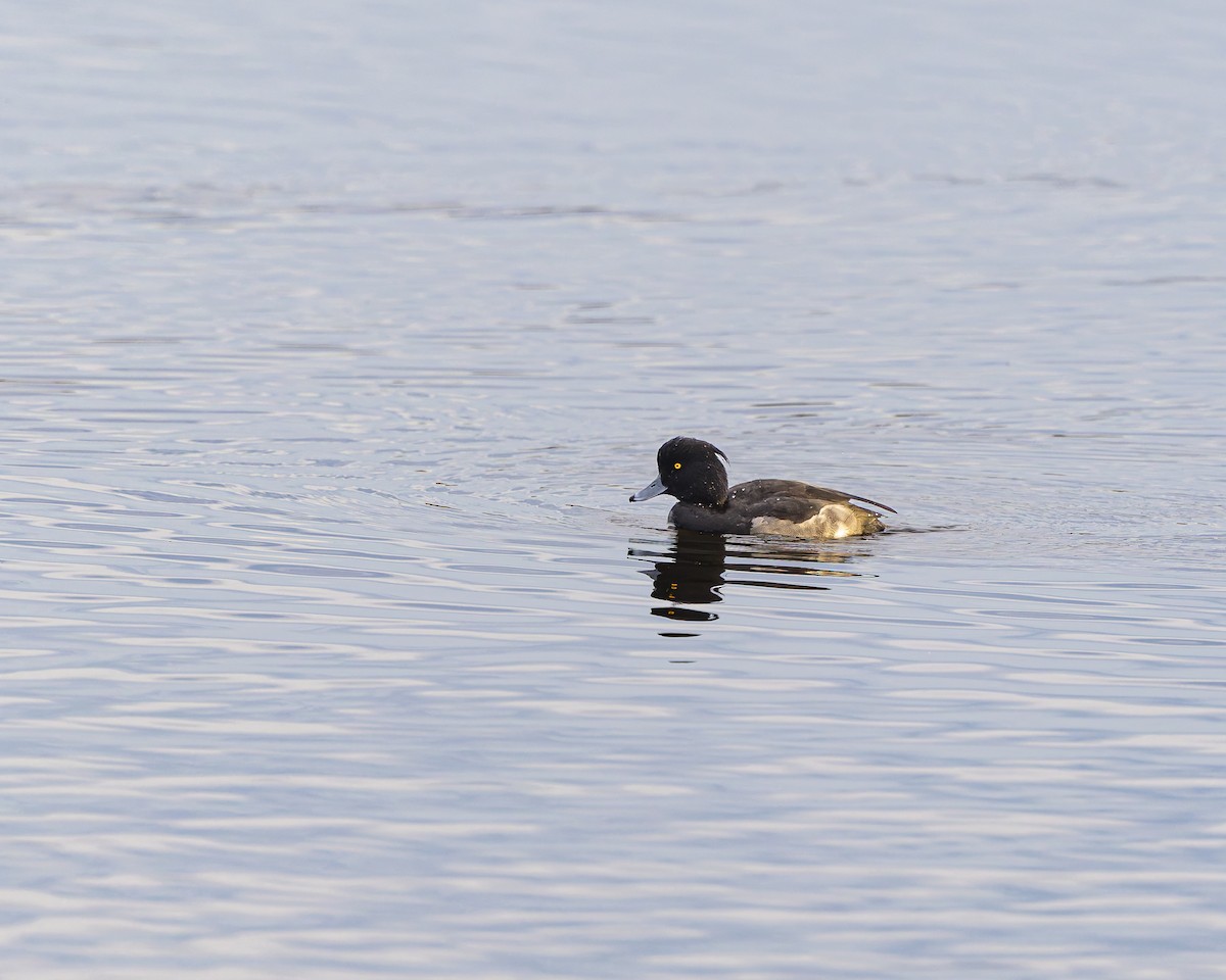 Tufted Duck - ML646883191