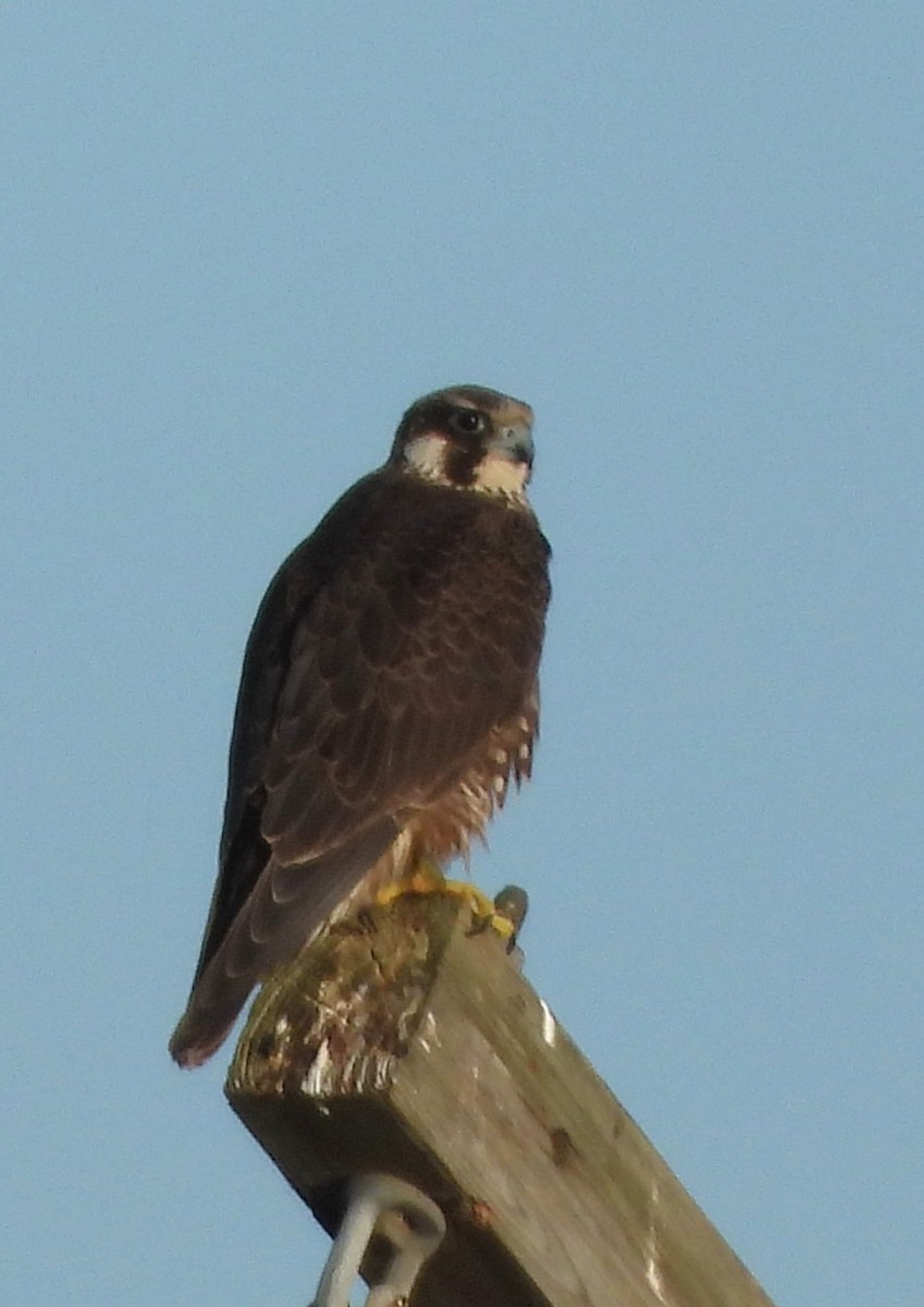 遊隼 - ML646883192