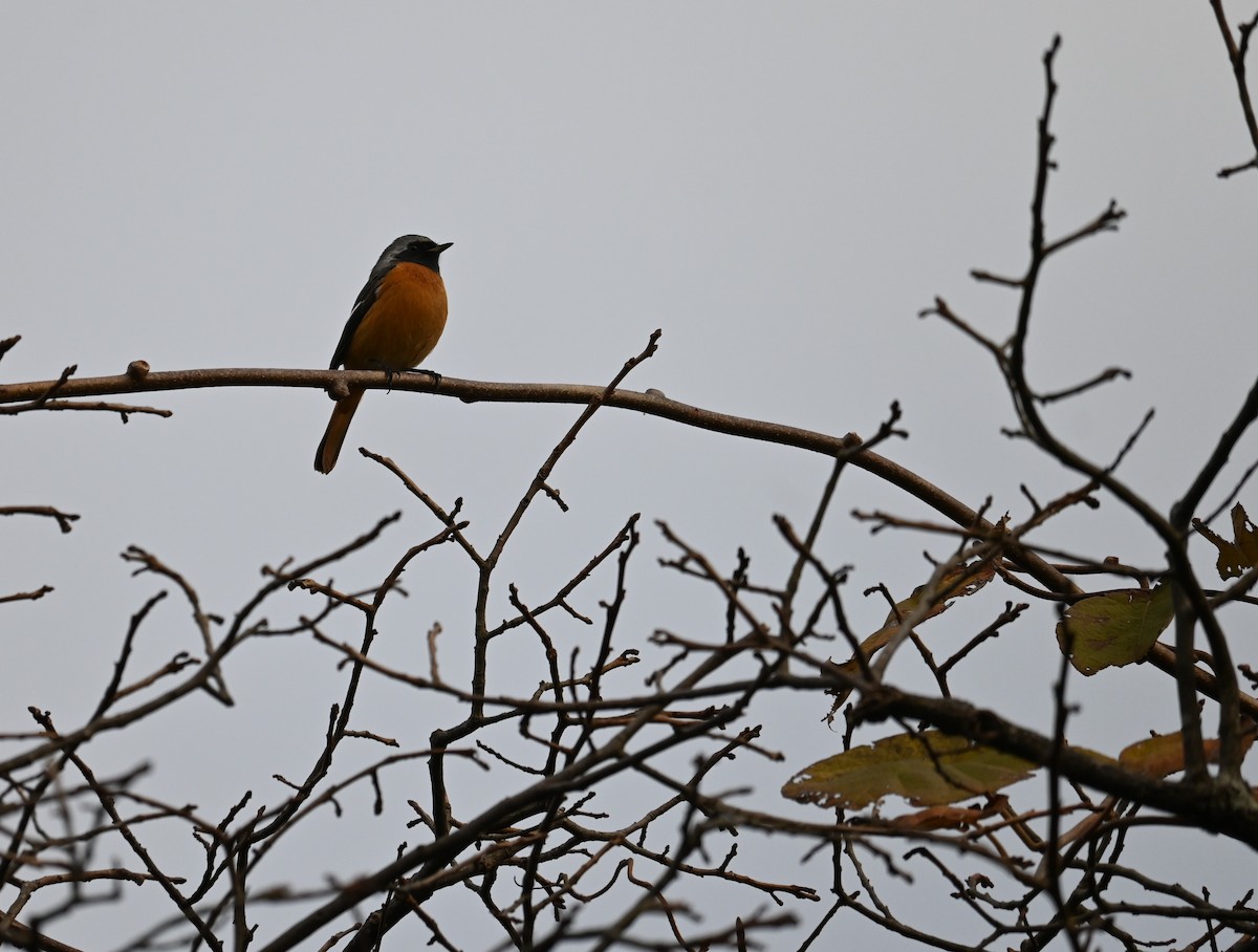 黃尾鴝 - ML646883194