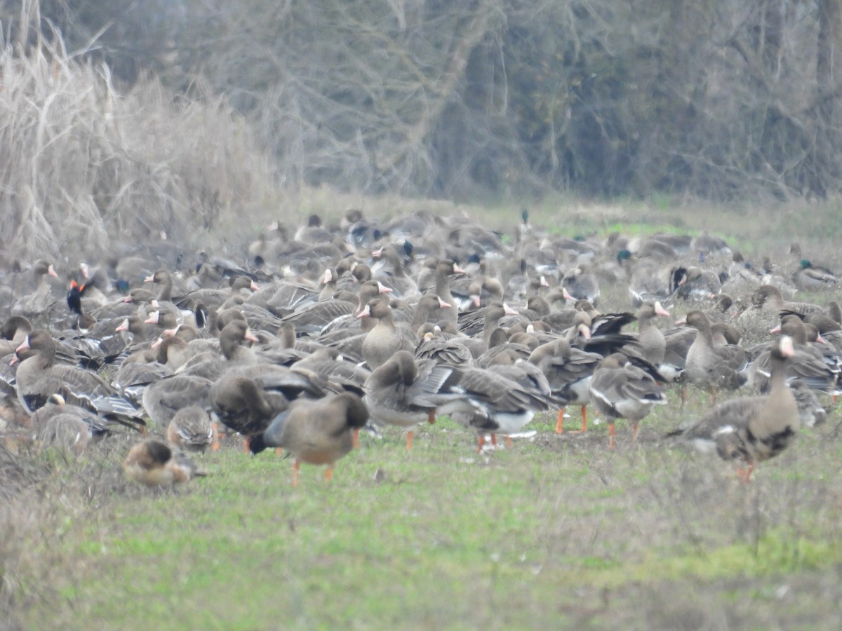 白額雁 - ML646883197