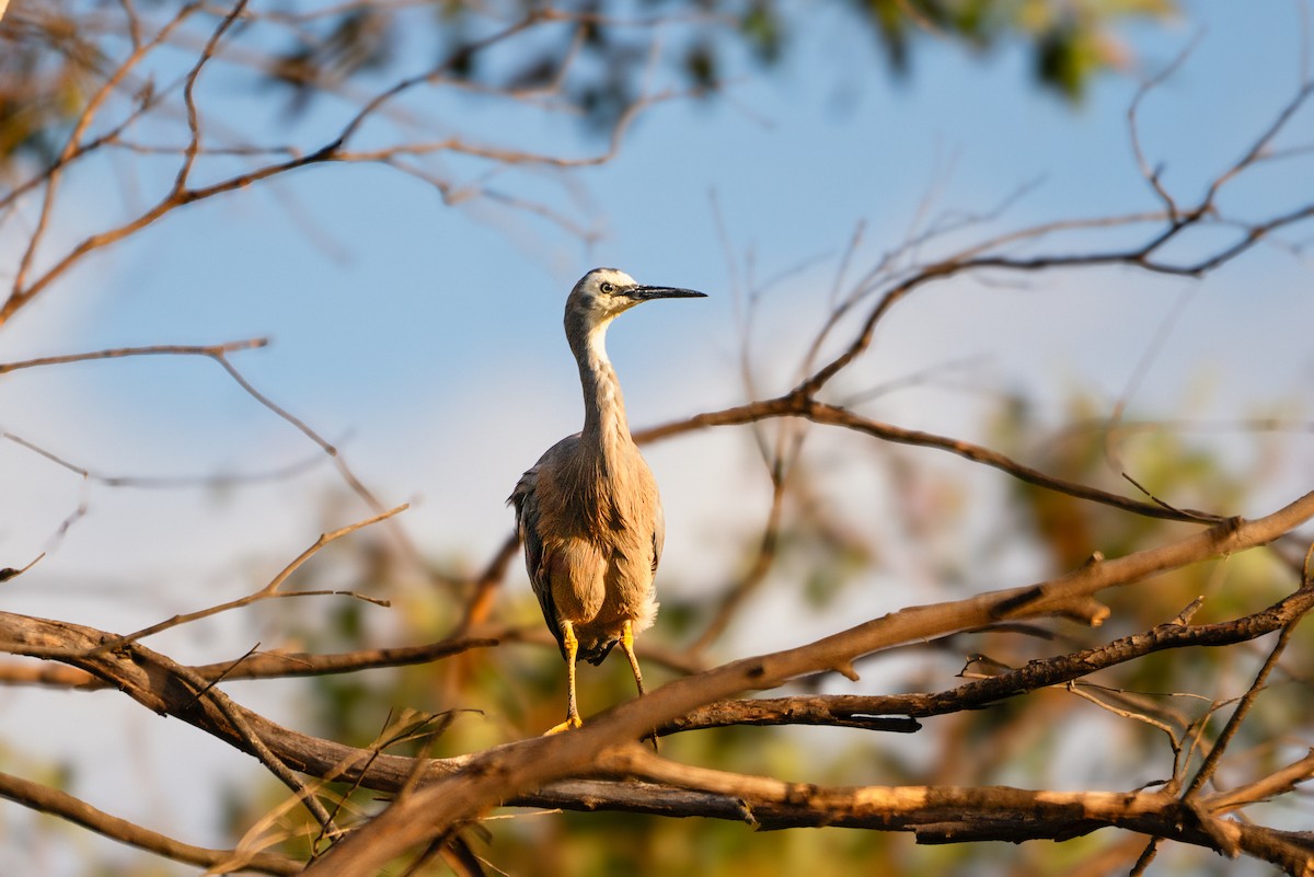 白臉鷺 - ML646883198