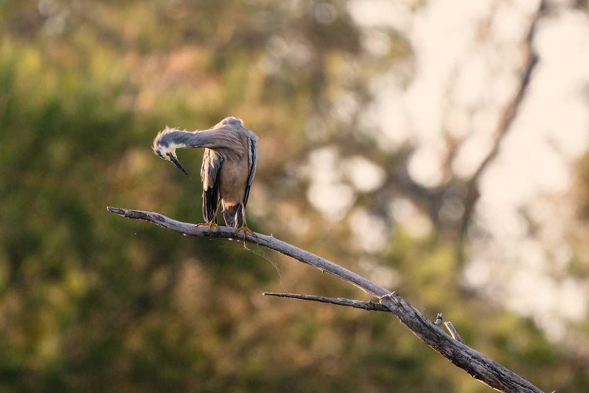 白臉鷺 - ML646883199