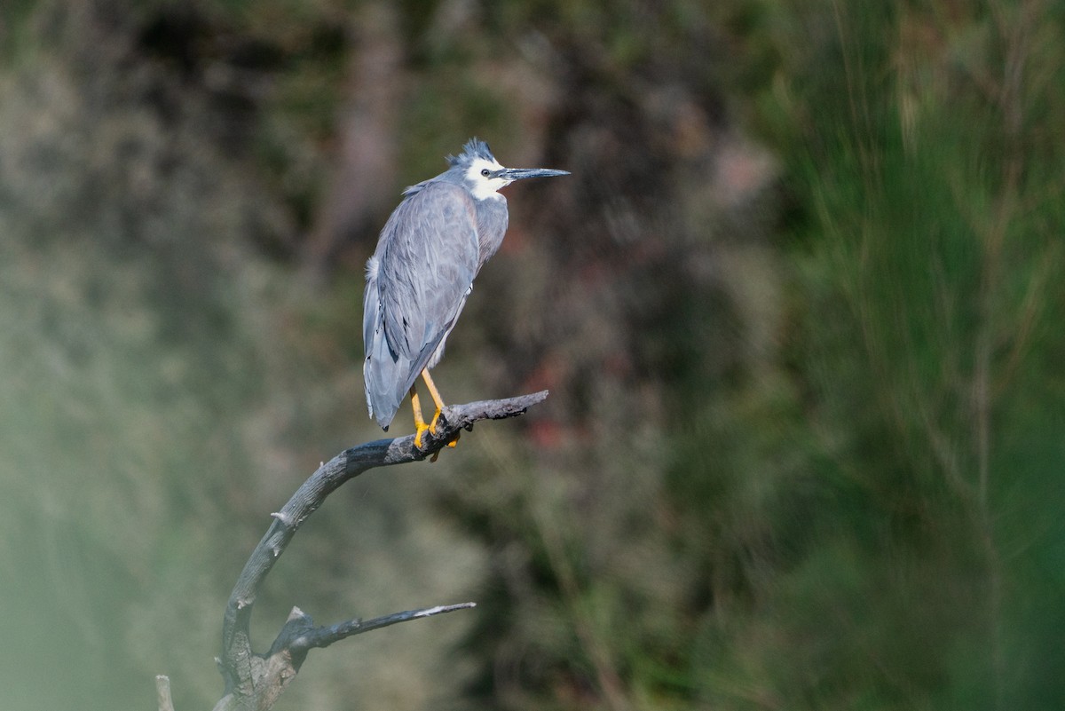 Weißwangenreiher - ML646883200