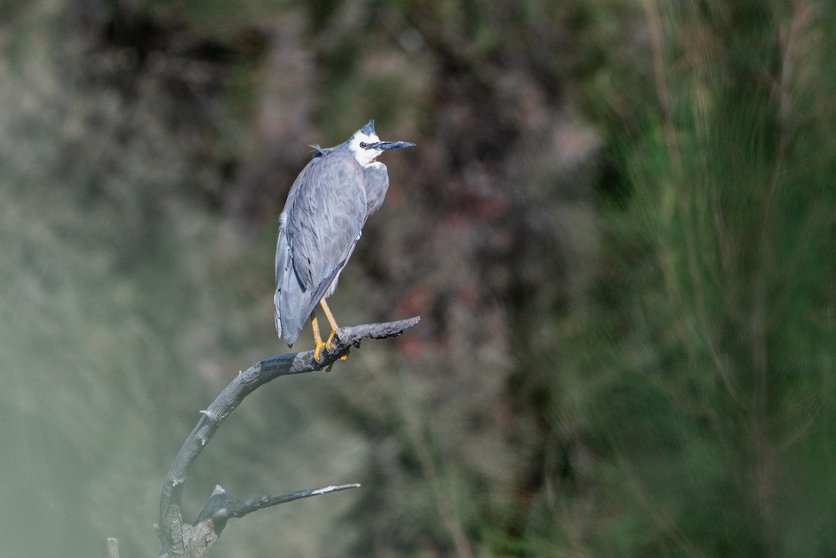 白臉鷺 - ML646883201