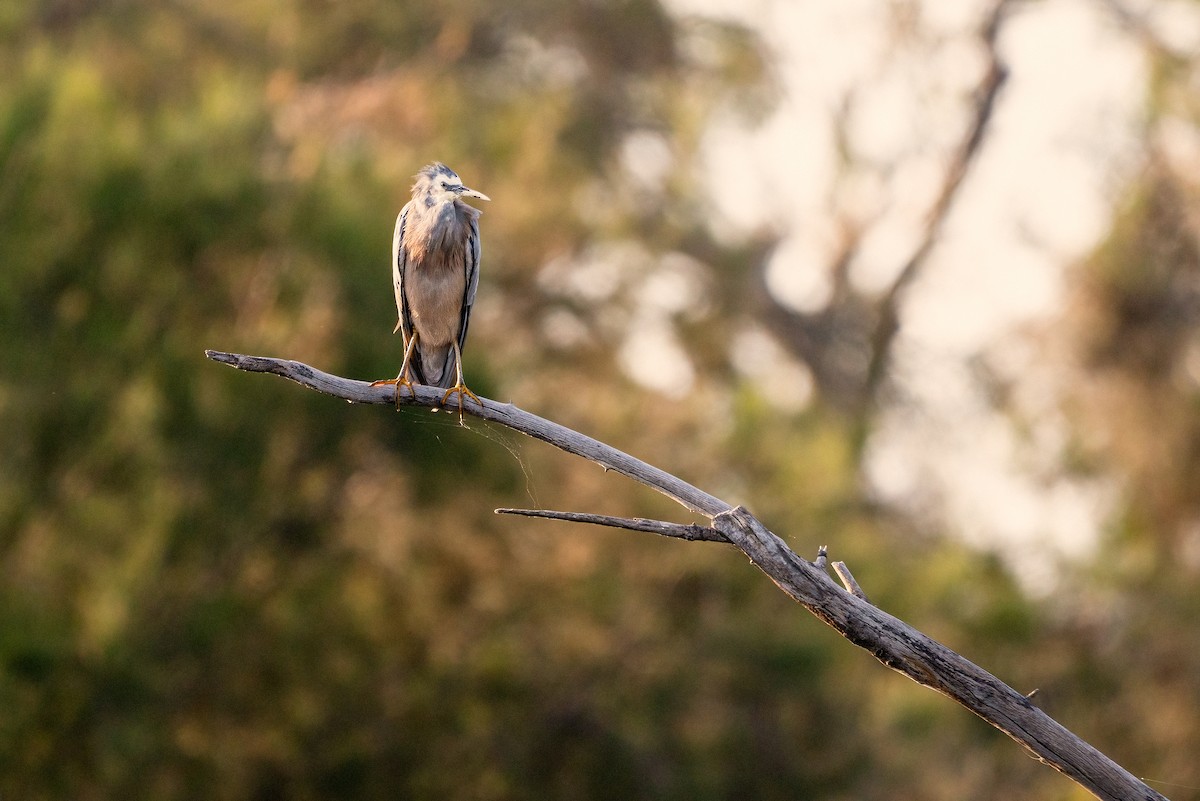 Weißwangenreiher - ML646883203