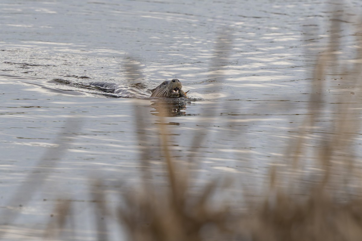 North American River Otter - ML646883204