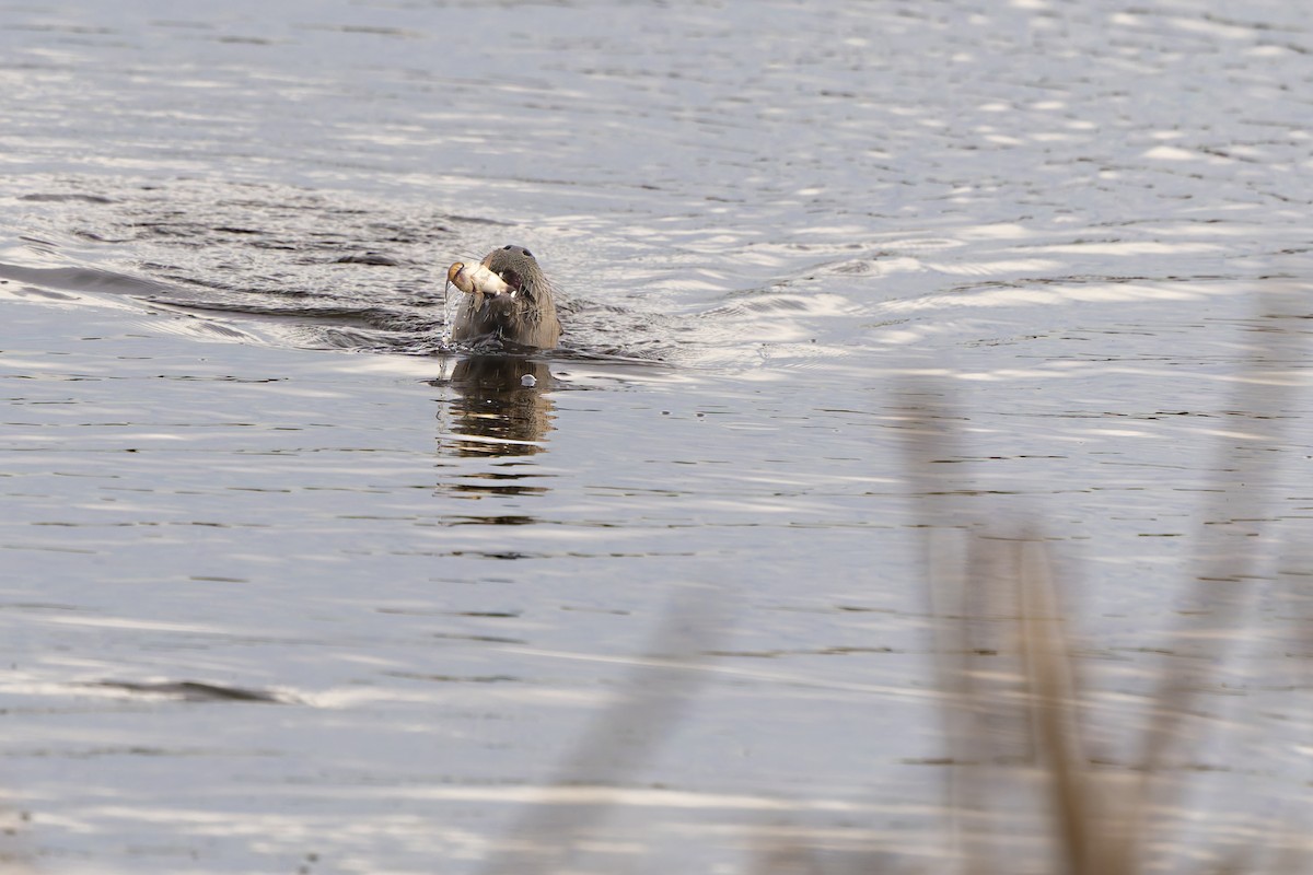 North American River Otter - ML646883205