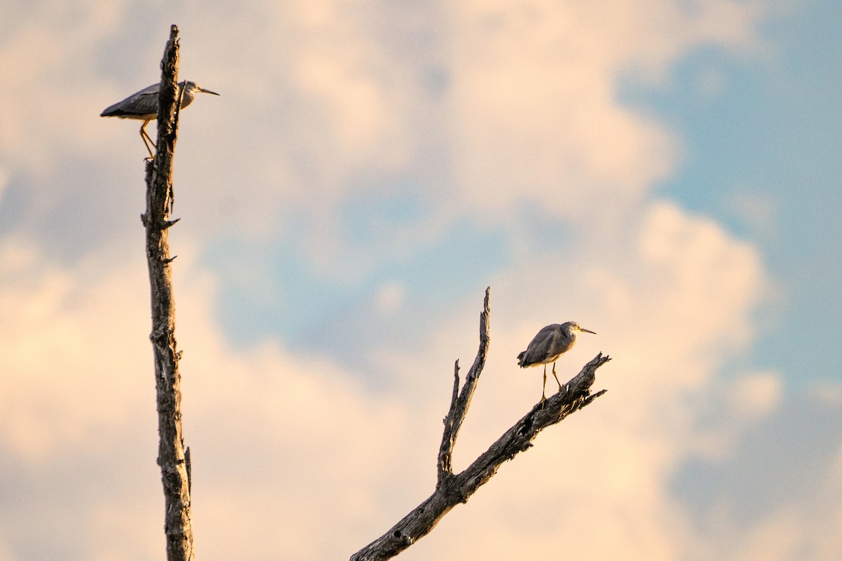 白臉鷺 - ML646883206