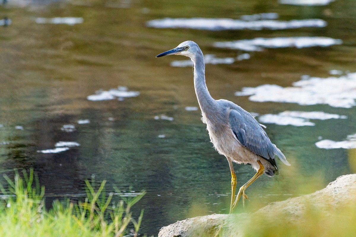 白臉鷺 - ML646883207