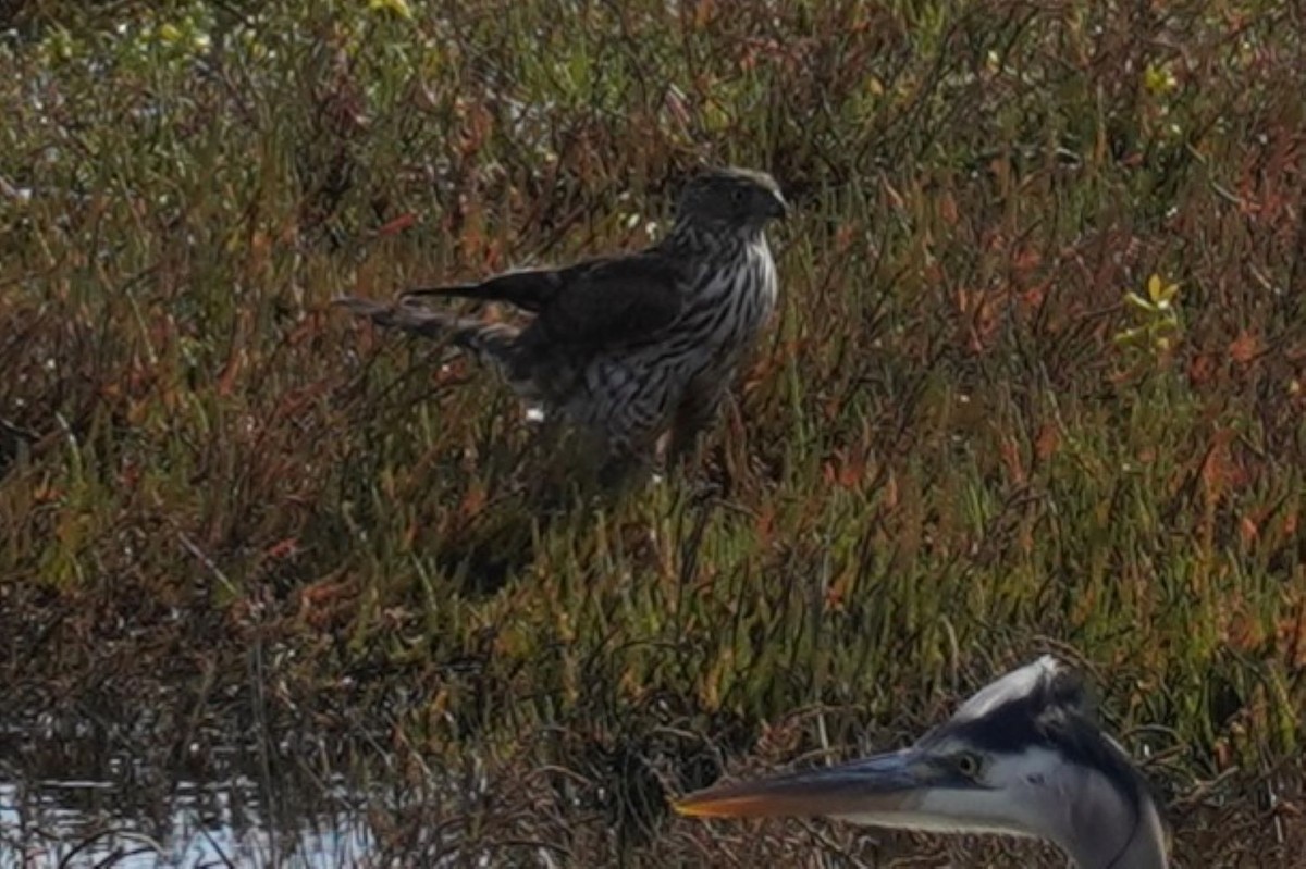 Sharp-shinned Hawk - ML646883208