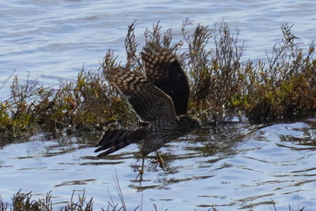 Sharp-shinned Hawk - ML646883209