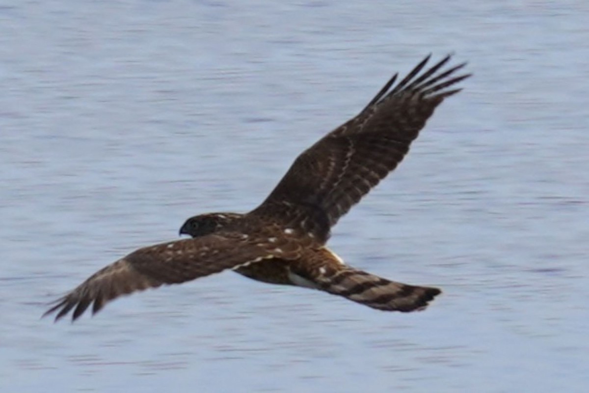 Sharp-shinned Hawk - ML646883211