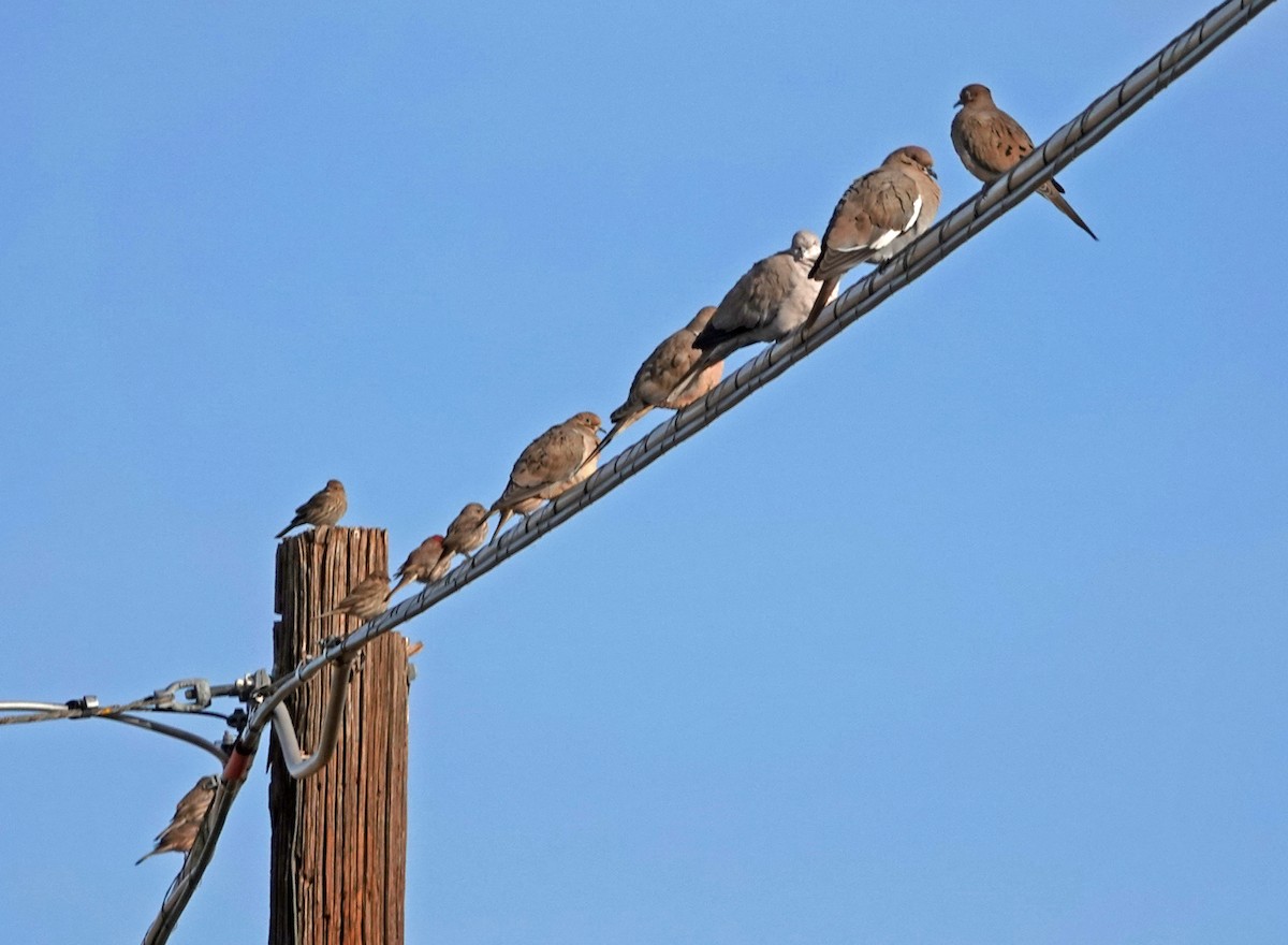 Mourning Dove - ML646883212