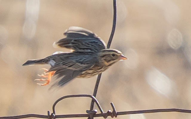 稀樹草鵐 - ML646883213