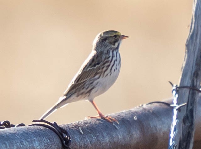 稀樹草鵐 - ML646883214