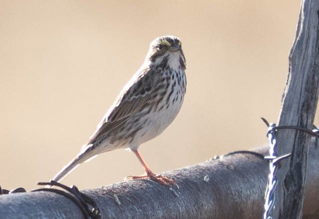 稀樹草鵐 - ML646883215