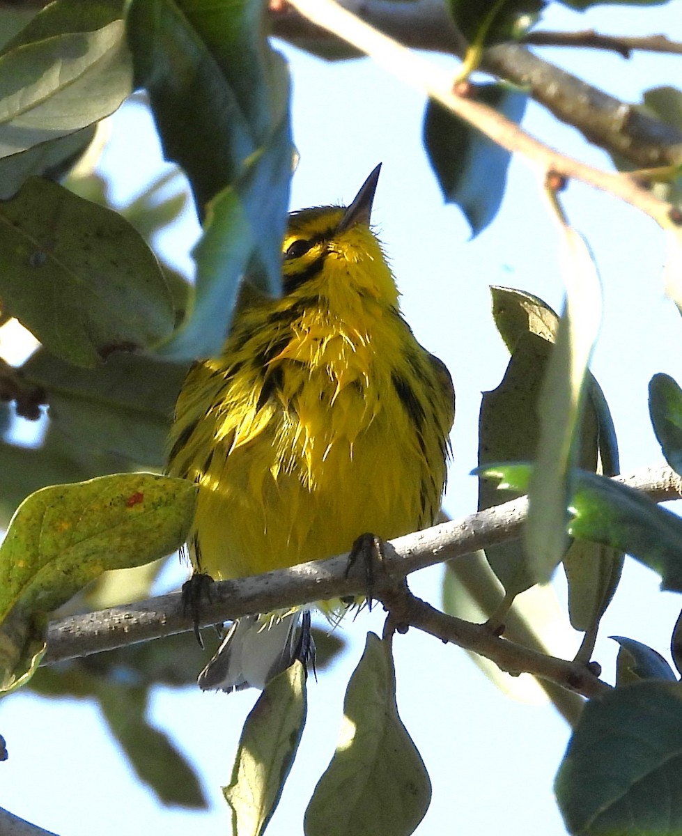 Prairie Warbler - ML646883216