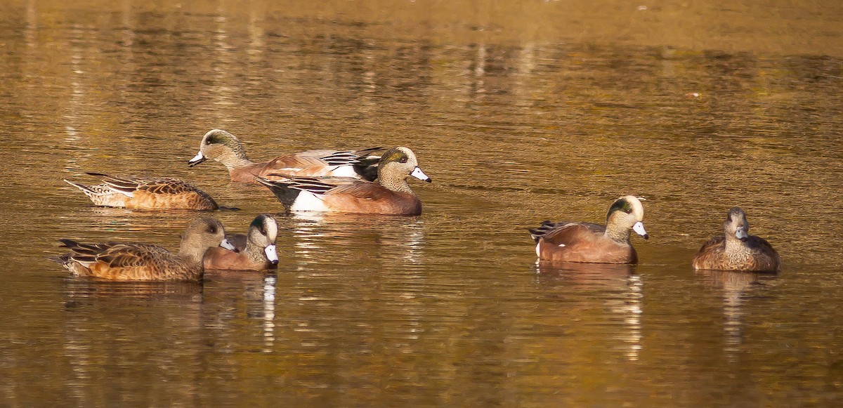 葡萄胸鴨 - ML646883217