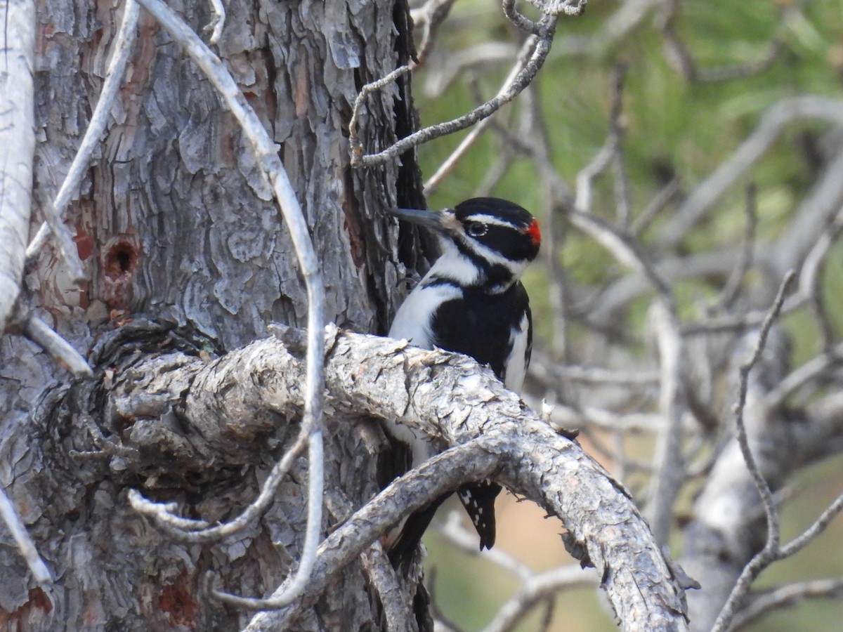 Hairy Woodpecker (Rocky Mts.) - ML646883218