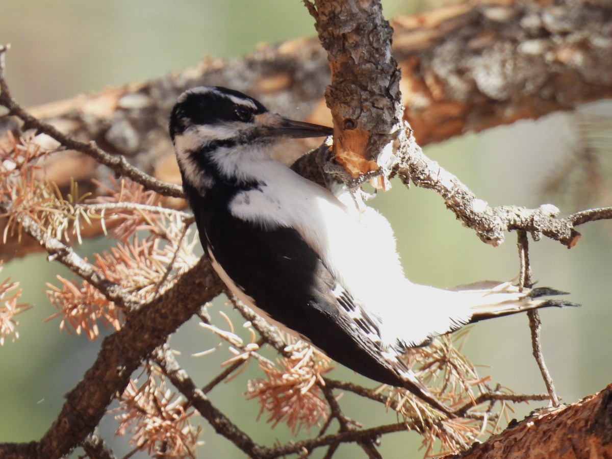 Hairy Woodpecker (Rocky Mts.) - ML646883219