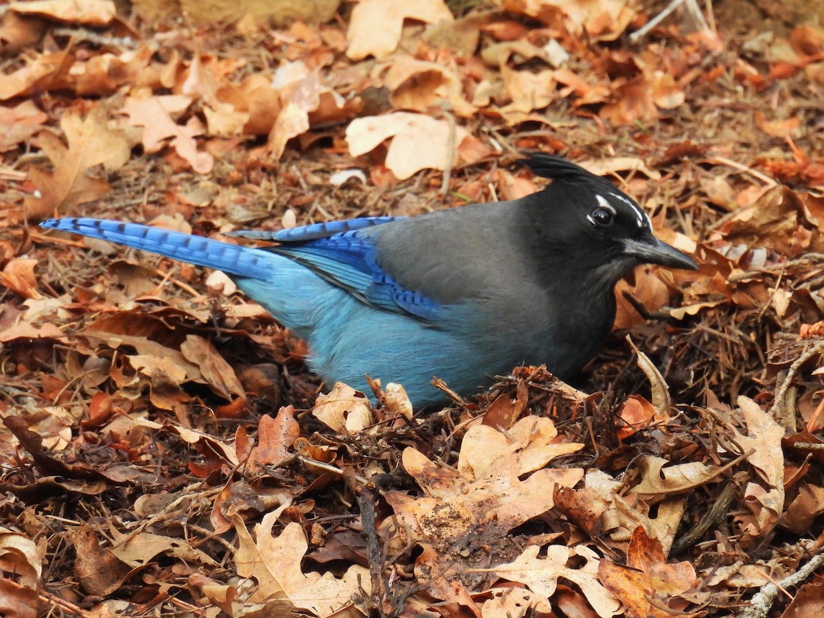 Steller's Jay (Southwest Interior) - ML646883223