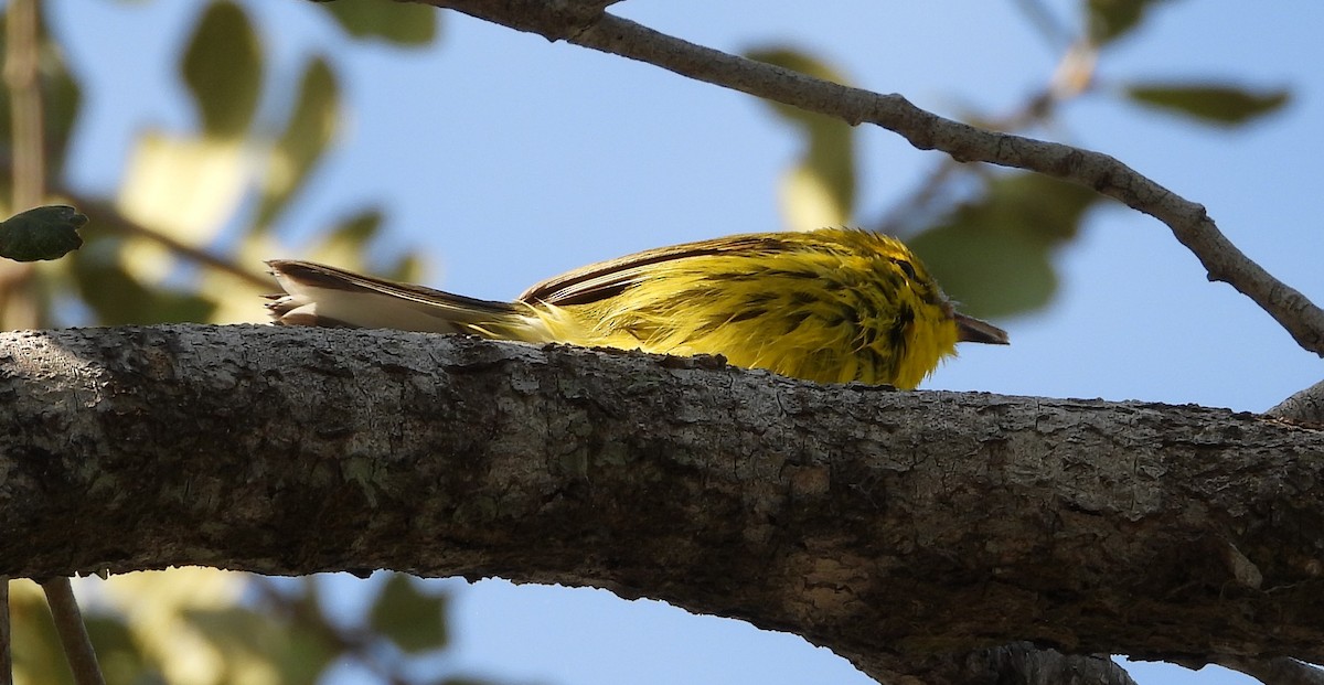 Prairie Warbler - ML646883224