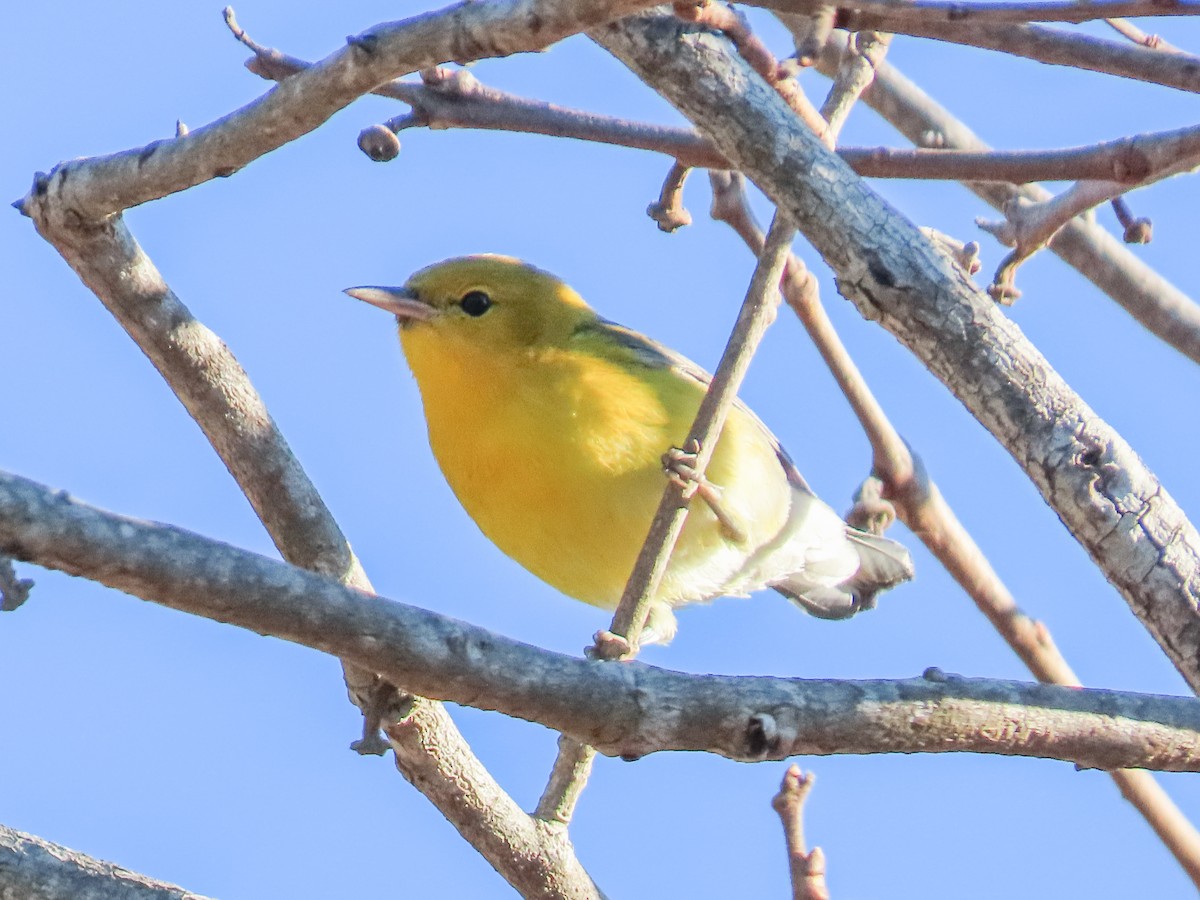 Prothonotary Warbler - ML646883227