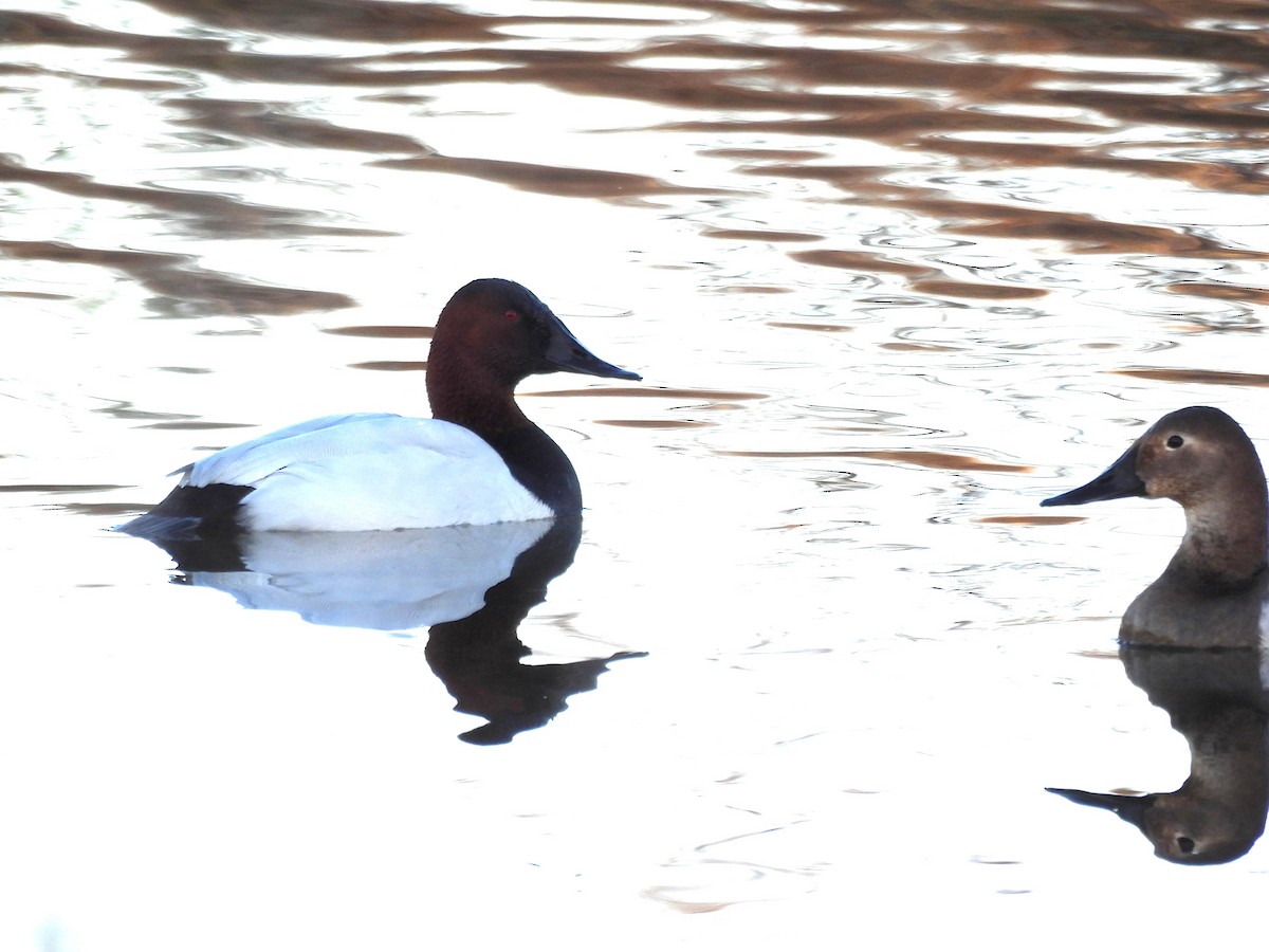 polák dlouhozobý - ML646883228