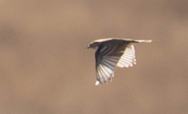 Подорожник чорногрудий - ML646883229