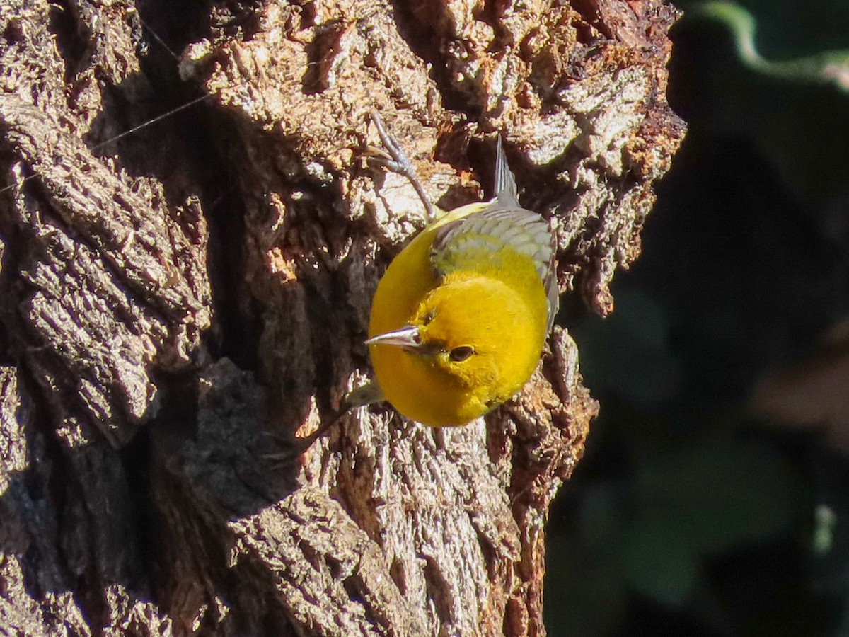 Prothonotary Warbler - ML646883230