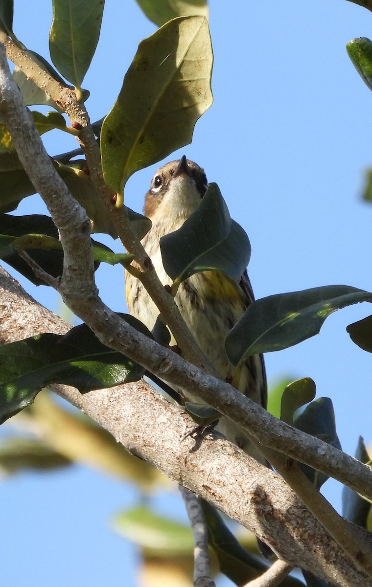 Yellow-rumped Warbler - ML646883231