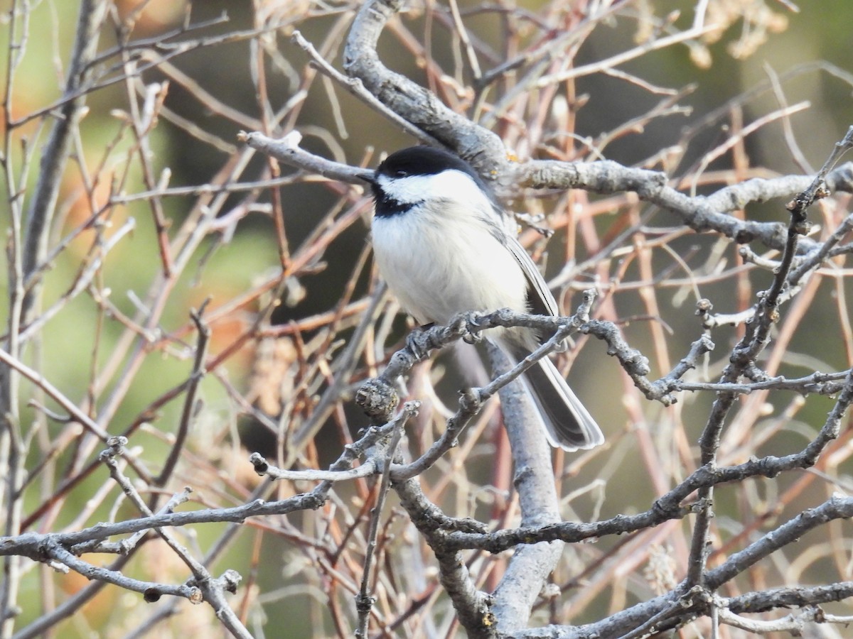 Black-capped Chickadee - ML646883232