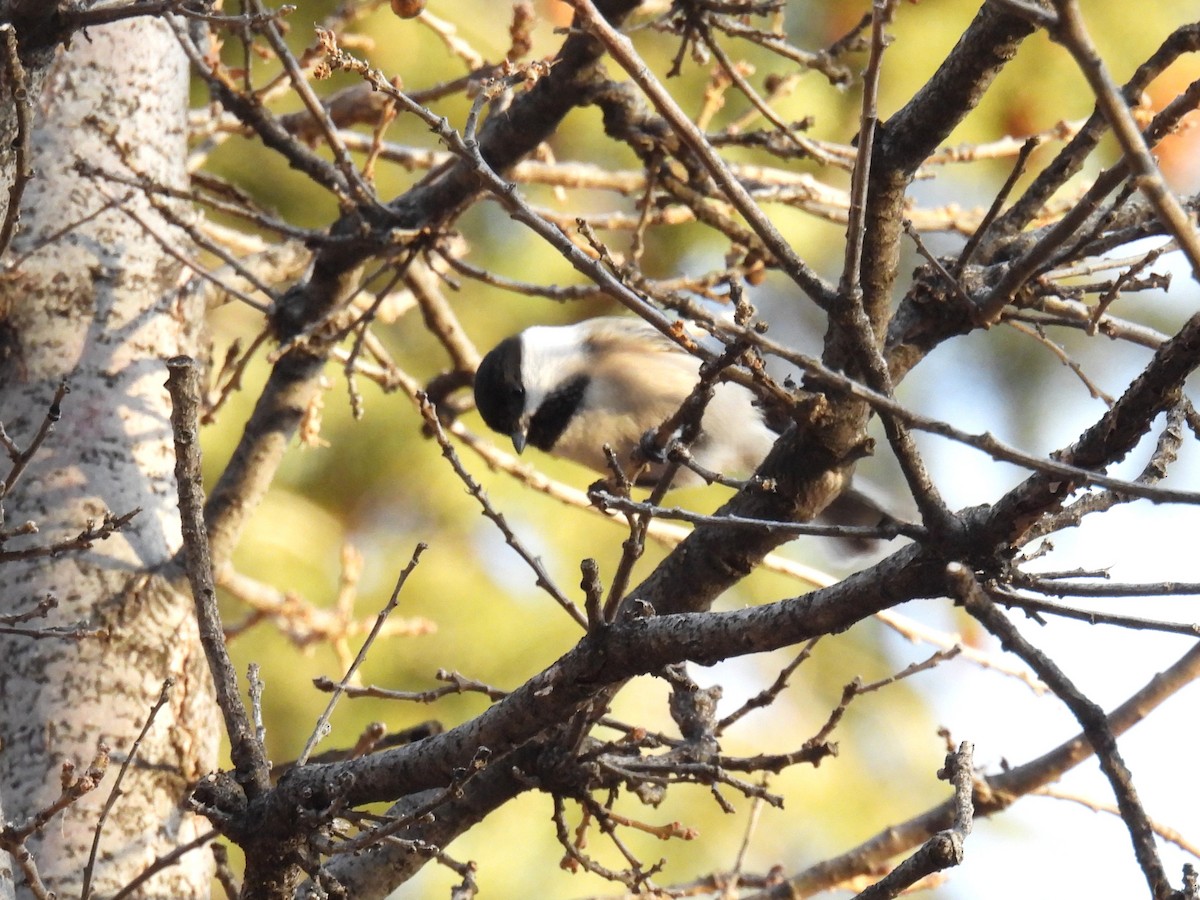 Black-capped Chickadee - ML646883233