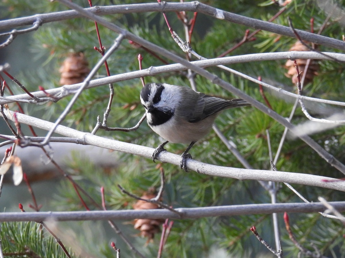 Mountain Chickadee (Rocky Mts.) - ML646883234