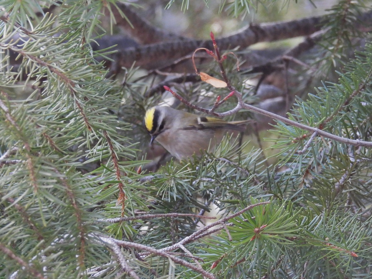 Golden-crowned Kinglet - ML646883236