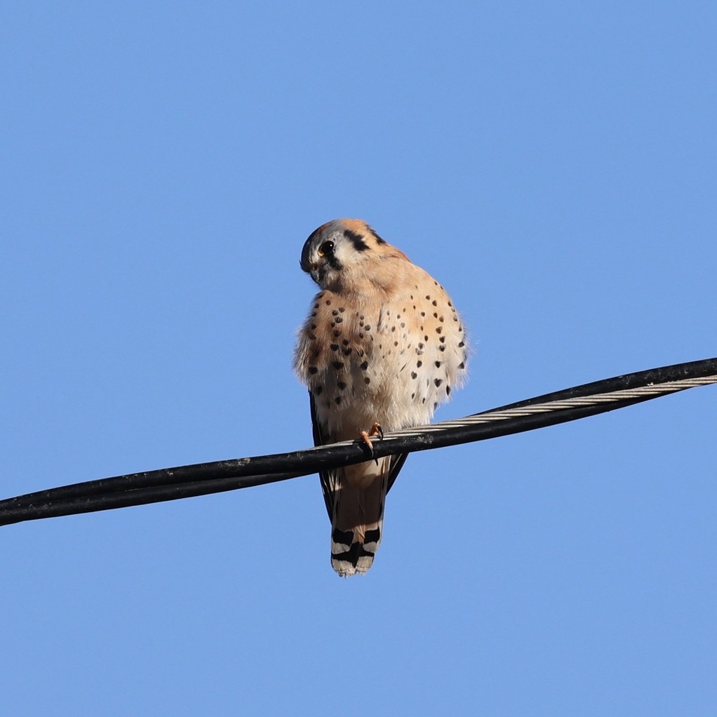 American Kestrel - ML646883237