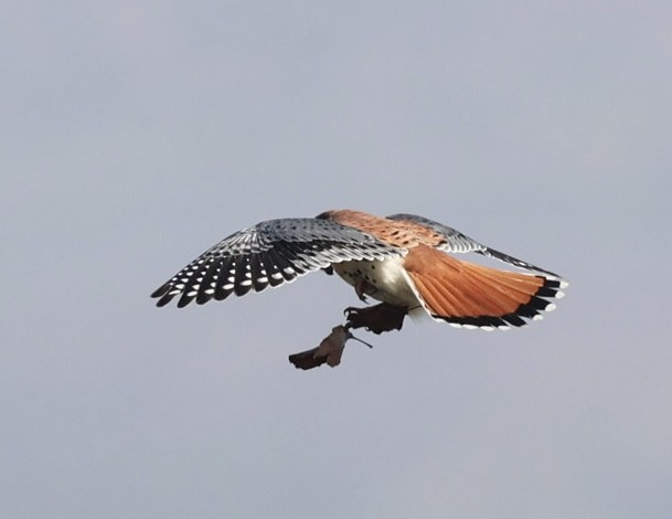 American Kestrel - ML646883238