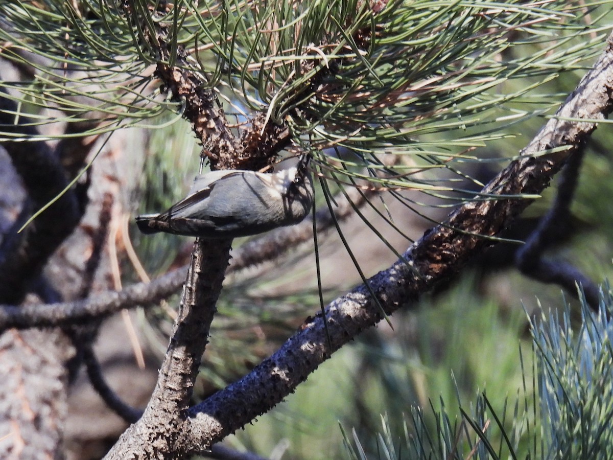 Pygmy Nuthatch - ML646883239