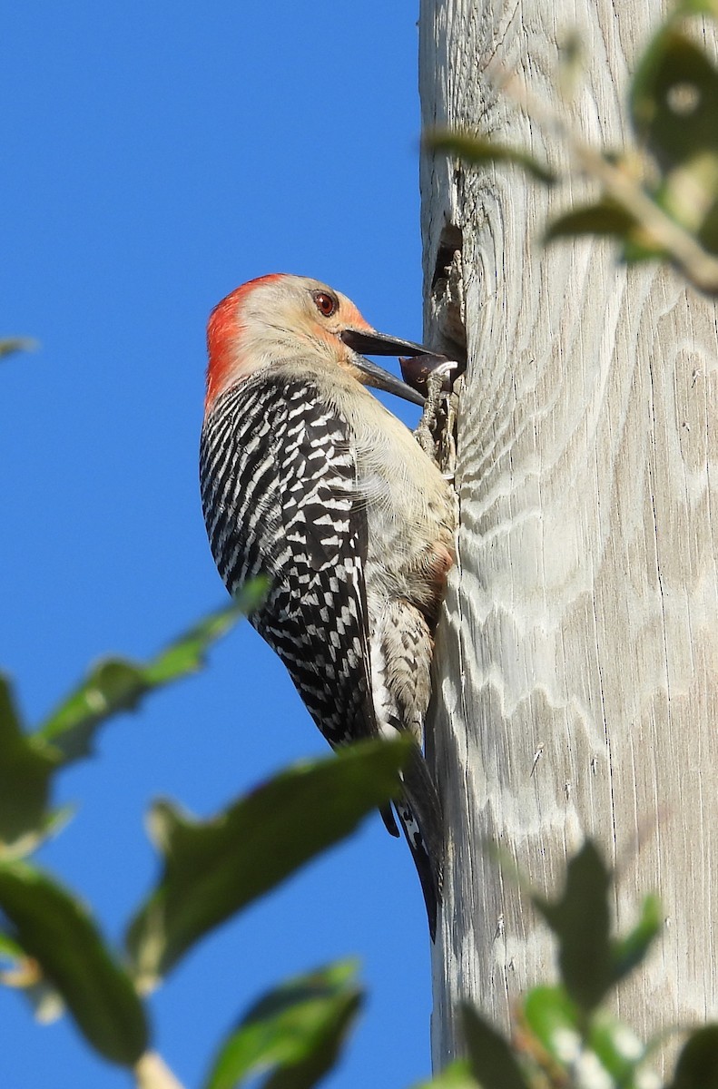 Red-bellied Woodpecker - ML646883240